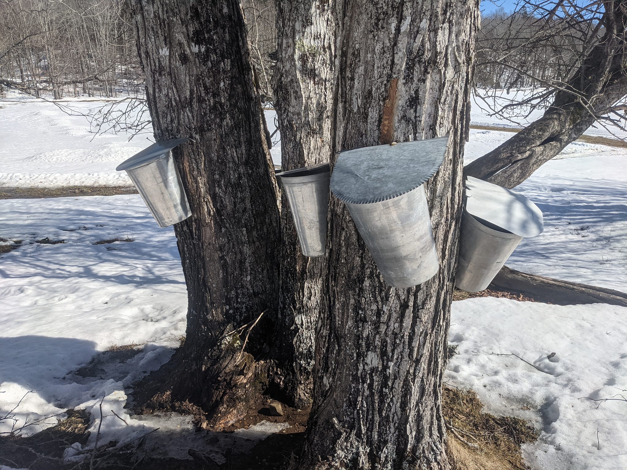 Sugarbush