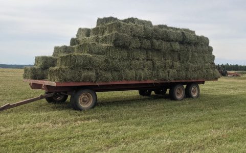 hay hay