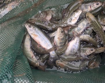 trout trout